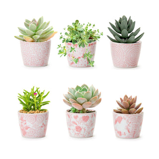 Pink Planter Pots, Pink and White Gardening Gifts